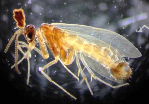 Réf. 224 311 : Micropterix aglaella